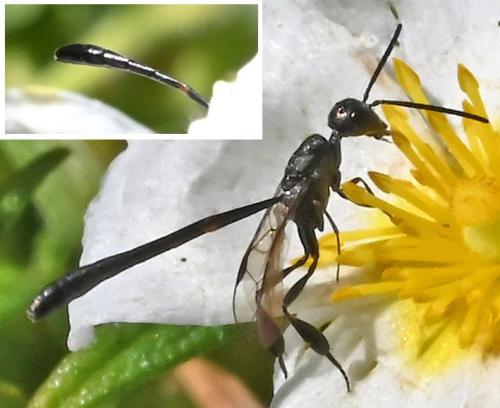 Gasteruption sp.
